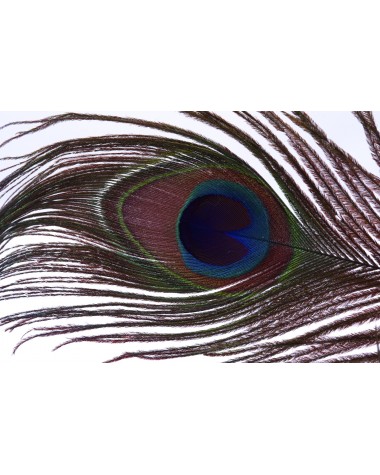 PEACOCK EYES - red